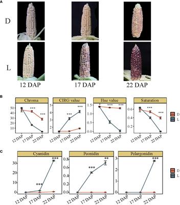 Integrative transcriptome and metabolome analysis reveals the mechanisms of light-induced pigmentation in purple waxy maize